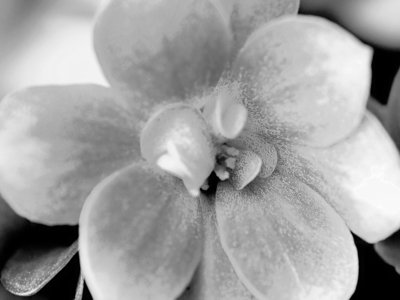 grey flower / Natur  Fotografie von Fotograf Nil Rath | STRKNG