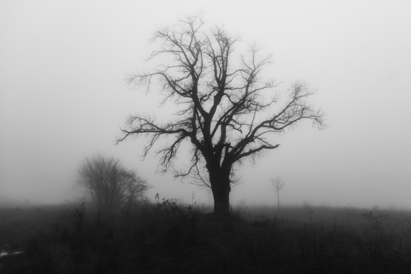 tree - &copy; you feel me | Black and White