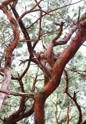 Sereinement / Tiere  Fotografie von Fotografin Lisa sutter ★1 | STRKNG