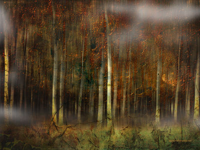 Golden Forest / Fine Art  Fotografie von Fotograf Gianmario Masala ★1 | STRKNG