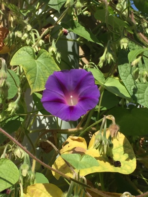 Veitshöchheimer Blüte / Natur  Fotografie von Fotograf apho66 ★1 | STRKNG