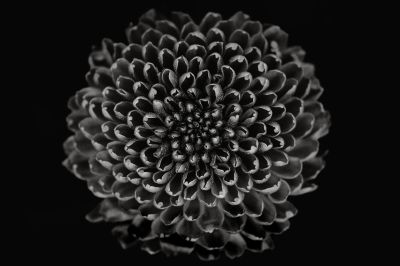 Blossom / Makro  Fotografie von Fotograf Ralf Schmitz (rasch.photo) ★2 | STRKNG