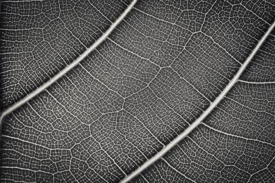 Linien des Lebens / Abstrakt  Fotografie von Fotograf Ralf Schmitz (rasch.photo) ★2 | STRKNG