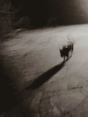 Hundi / Stimmungen  Fotografie von Fotografin Lilelu ★7 | STRKNG