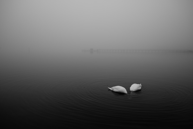 Swan - &copy; Patrick Leube | Nature
