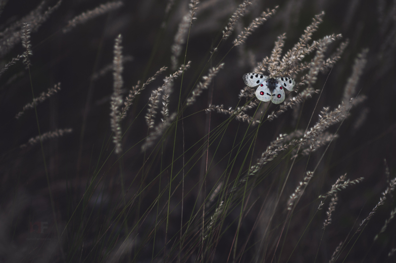 Parnassius apollo - &copy; Stephan Amm | Wildlife