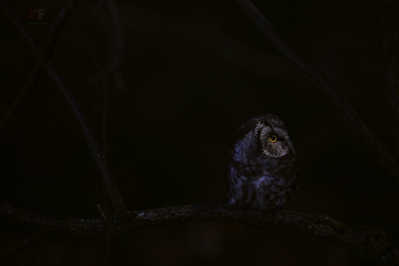 Moonlight Hunter - &copy; Stephan Amm | Wildlife