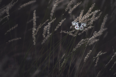 Parnassius apollo / Wildlife  photography by Photographer Stephan Amm ★5 | STRKNG