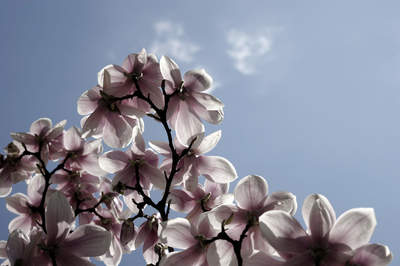 magnolia / Nature  photography by Photographer Sven Siehl | STRKNG