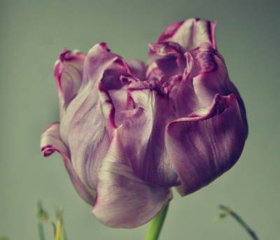 tulip / Makro  Fotografie von Fotograf Sven Siehl | STRKNG