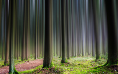 Im Wald / Landscapes  photography by Photographer Christian Burghardt ★1 | STRKNG