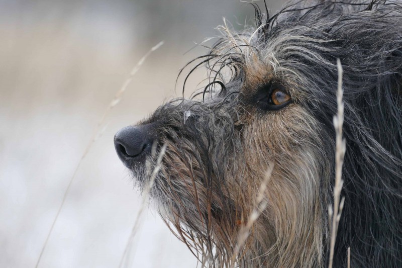 Hütehund beobachtet die Herde - &copy; Cordula Kelle-Dingel | Tiere