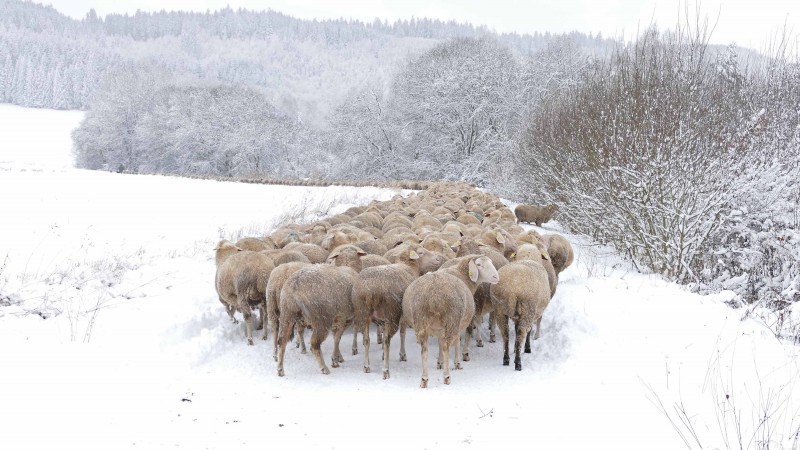 Schafherde im Winter - &copy; Cordula Kelle-Dingel | Animals