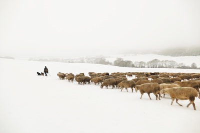 Shepherd with sheep in winter fog / Natur  Fotografie von Fotografin Cordula Kelle-Dingel ★3 | STRKNG