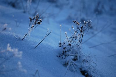 Raureif / Natur  Fotografie von Fotografin Cordula Kelle-Dingel ★3 | STRKNG