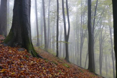 Beech forest / Nature  photography by Photographer Cordula Kelle-Dingel ★3 | STRKNG