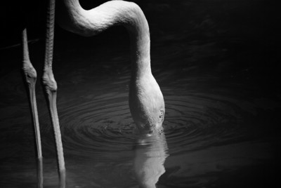 Drinking Flamingo (black&amp;white) / Schwarz-weiss  Fotografie von Fotograf IN-Active | STRKNG