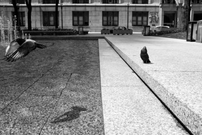 birds / Schwarz-weiss  Fotografie von Fotograf kpolevoy | STRKNG