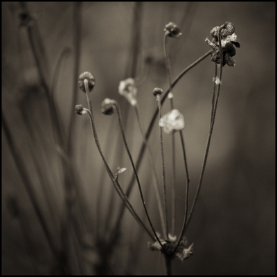 Haiku i / Natur  Fotografie von Fotograf Jürgen Beuren ★1 | STRKNG