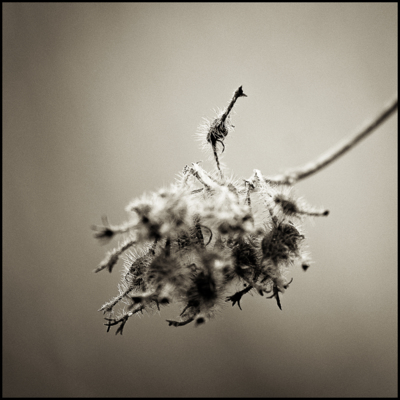 Haiku 2 / Natur  Fotografie von Fotograf Jürgen Beuren ★1 | STRKNG