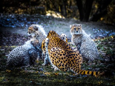 Tiere  Fotografie von Fotograf Nikolaus Krandiek ★1 | STRKNG