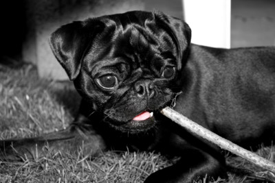 tiny dog / Tiere  Fotografie von Fotografin Ina Grajetzki ★2 | STRKNG