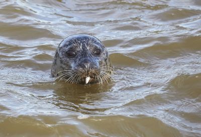 guckst du / Animals  photography by Photographer Gehversuche Fotografie | STRKNG