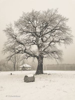 lonely tree / Landscapes  Fotografie von Fotograf Paweł ★1 | STRKNG
