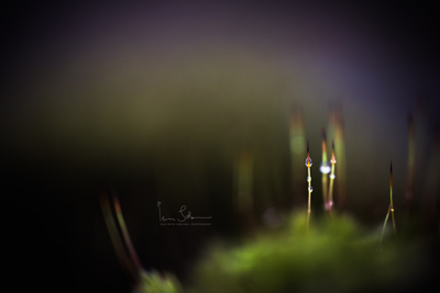 Standing there / Makro  Fotografie von Fotografin Insa Sobczak ★4 | STRKNG