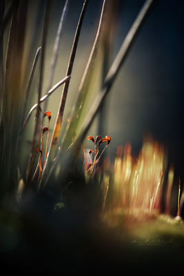 Little peoples world / Makro  Fotografie von Fotografin Insa Sobczak ★4 | STRKNG