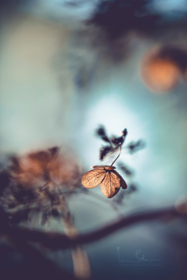 In the light / Fine Art  Fotografie von Fotografin Insa Sobczak ★4 | STRKNG