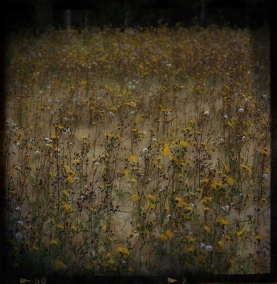 Natur  Fotografie von Fotografin Catherine | STRKNG