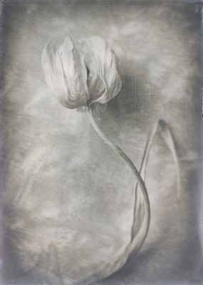 To Softly Die Dreaming / Fine Art  Fotografie von Fotograf Rob Linsalata ★10 | STRKNG