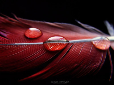 Gotas / Drops / Macro  photography by Photographer Alexia Estévez ★3 | STRKNG