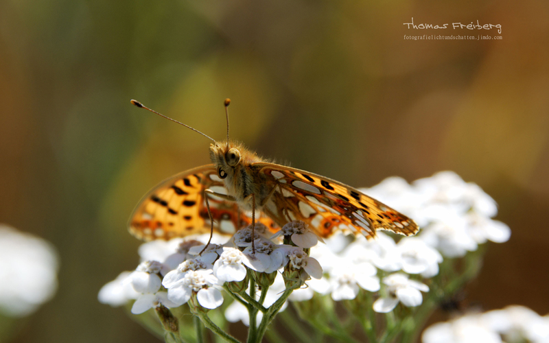 Queen of Spain Fritally - &copy; Thomas Freiberg - Fotografie Licht und Schatten | Macro