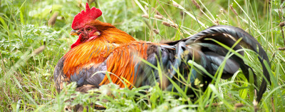 Bunter Hahn / Tiere  Fotografie von Fotograf der-landfotograf | STRKNG