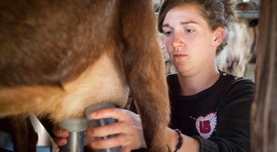 Ziegen melken / Fotojournalismus  Fotografie von Fotograf der-landfotograf | STRKNG