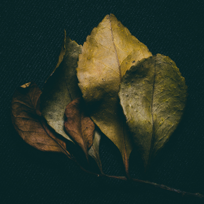 Herbarium / Still-Leben  Fotografie von Fotograf Yaowen Lee | STRKNG