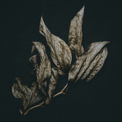 Herbarium / Still-Leben  Fotografie von Fotograf Yaowen Lee | STRKNG