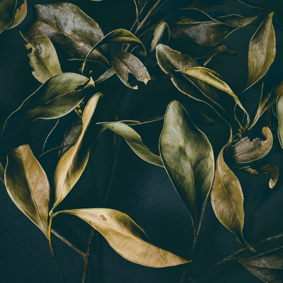 Herbarium / Still-Leben  Fotografie von Fotograf Yaowen Lee | STRKNG