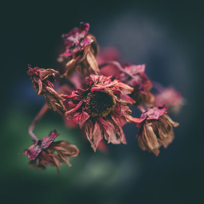 dead crap / Natur  Fotografie von Fotograf Yaowen Lee | STRKNG