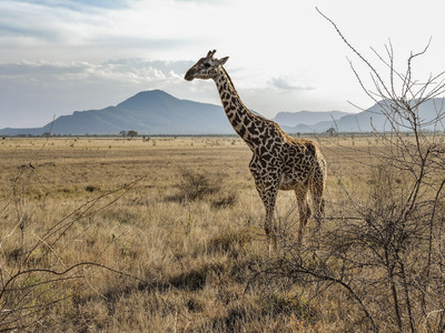 5 Weeks of Africa / Tiere  Fotografie von Fotograf Lutze Wild | STRKNG