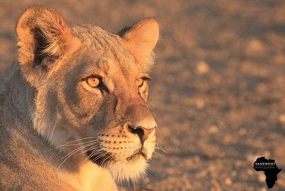 Lion Portrait / Wildlife  Fotografie von Fotograf sasowewi ★1 | STRKNG