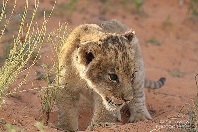 Youngster / Wildlife  Fotografie von Fotograf sasowewi ★1 | STRKNG