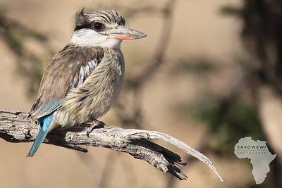 Striped Kingfisher / Wildlife  Fotografie von Fotograf sasowewi ★1 | STRKNG