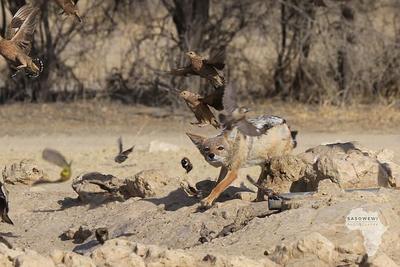 Jackal action / Wildlife  Fotografie von Fotograf sasowewi ★1 | STRKNG