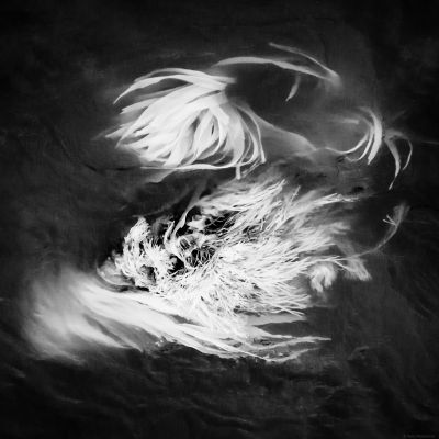 kelp / Schwarz-weiss  Fotografie von Fotograf Raico Rosenberg ★1 | STRKNG