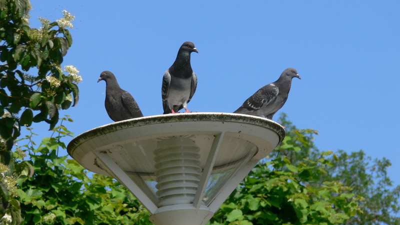 Die Wächter des Lichts ;) - &copy; lastema | Tiere