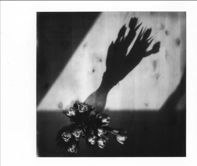 sonnen.blumen / Instant-Film  Fotografie von Fotografin KoraS ★16 | STRKNG