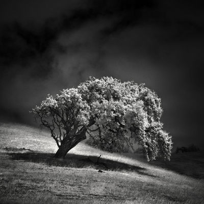 White Tree / Landscapes  photography by Photographer Nathan Wirth ★15 | STRKNG